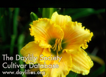 Daylily Mother Knows Best